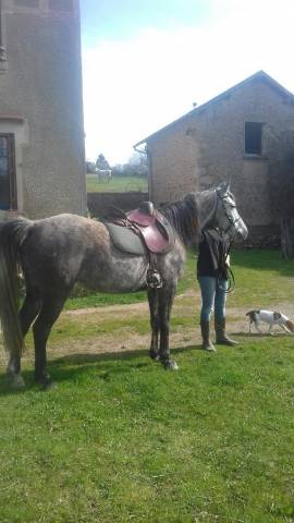 Jument  demi sang arabe 16 ans 