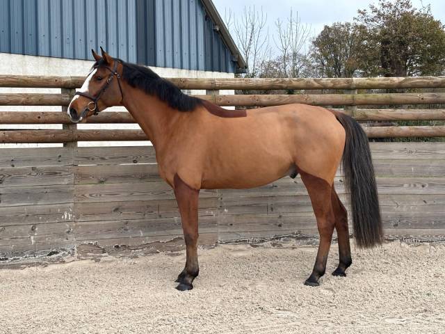 Hongre 5ans à vendre