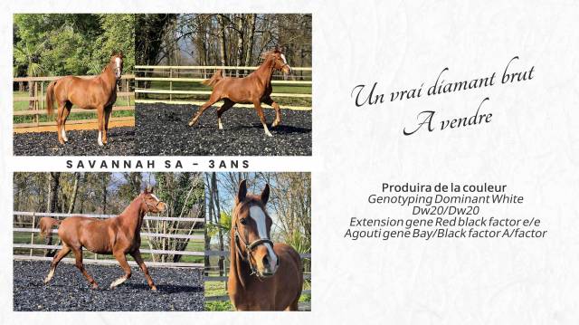 Jument 3 ans diamant brut !