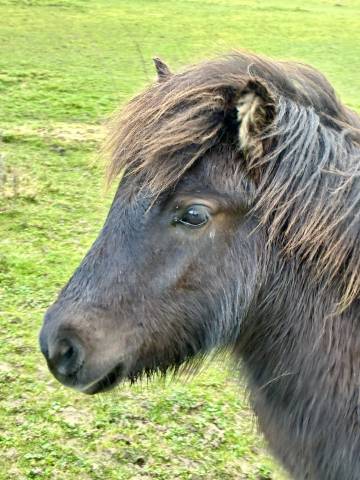 Poney shetland