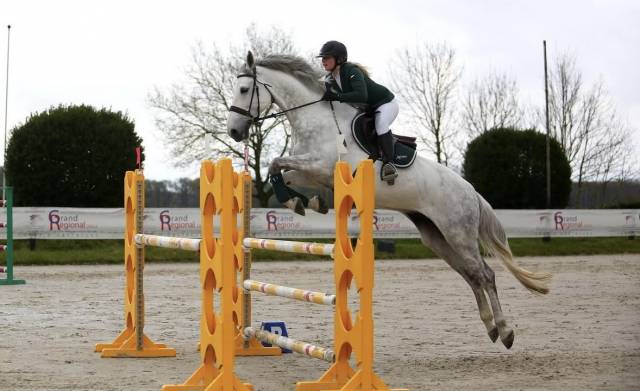 Hongre 12ans zangersheide