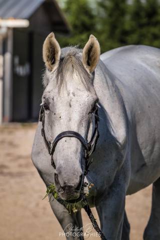 Emir d’elle - cheval de sport 
