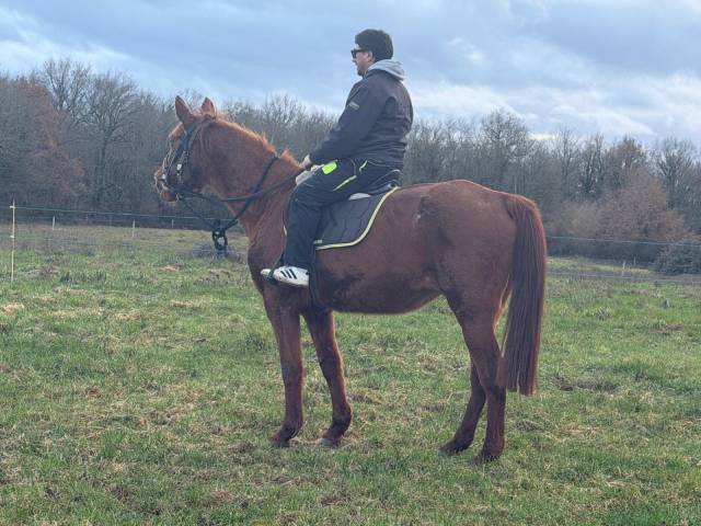 Cheaval de loisir / balade