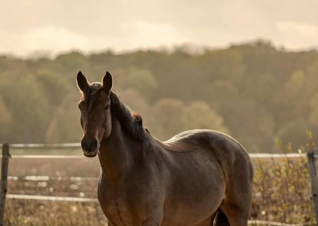Hongre 10 ans polyvalent 