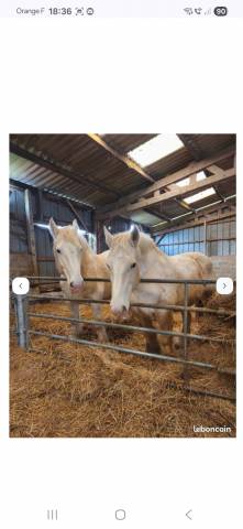 Cheval boulonnais de 10 ans 