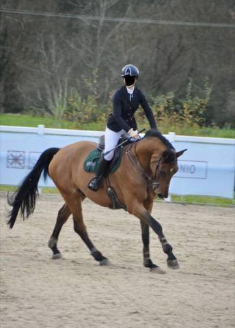 Selle français 9 ans cso