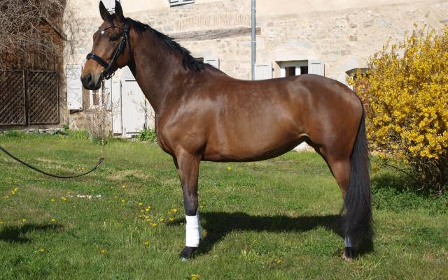 Belle jument 6 ans dressage 