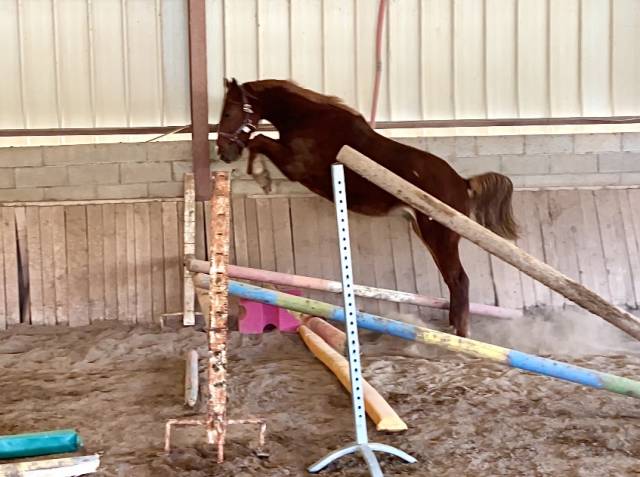 Hongre de 2022, lignée de performants sur 145