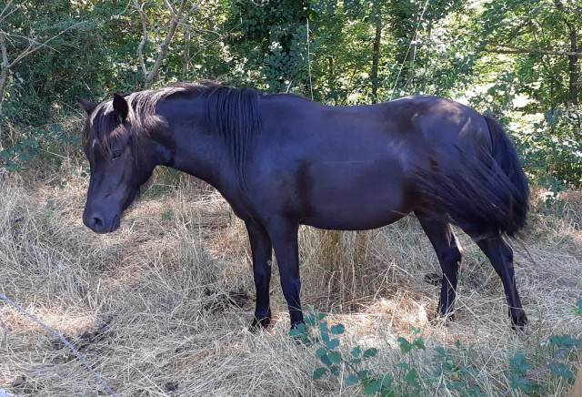 Ponette pp dartmoor de 3 ans