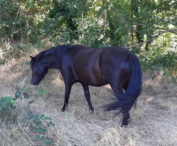 Ponette pp dartmoor de 3 ans