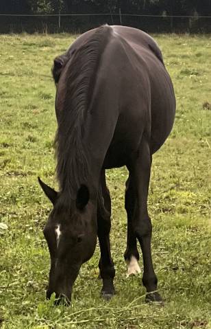 Jument pur sang par anabaa blue