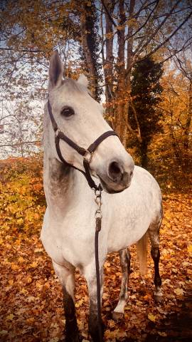 Propose demi-pension 