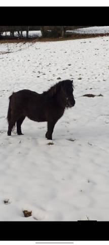 Poneys type shetland