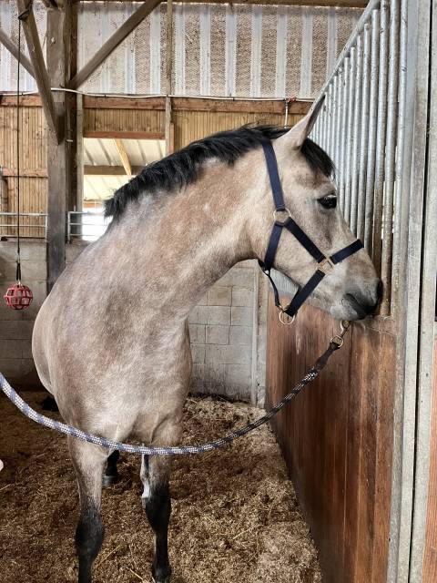 à vendre – poney dsa 6 ans 