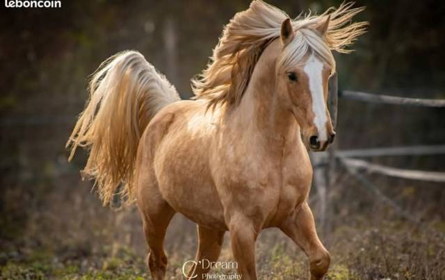 Pouliche oc origine nf