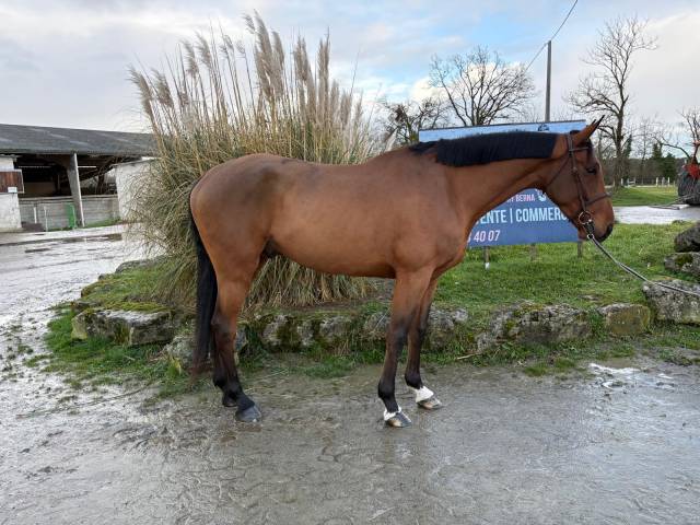 Hongre zangersheide 5ans bamako de muze x nabab de rêve