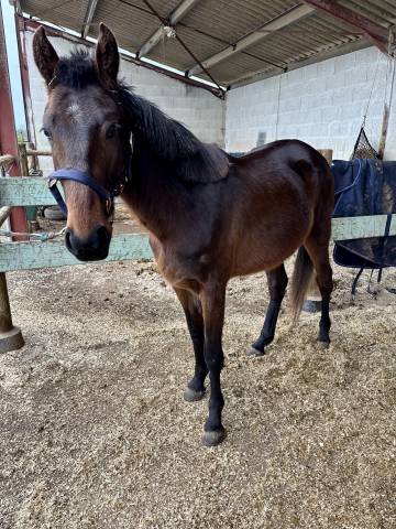 ? cheval de compagnie à saisir ! ?