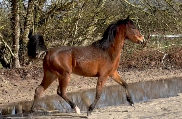 Ponette  d  2 ans origines allemandes