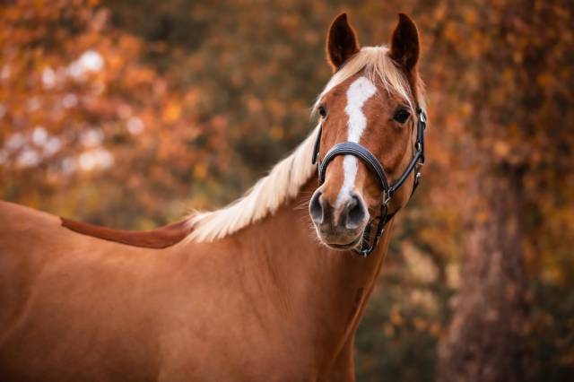 Jument sf - 6 ans - kama d’amaury x quality bois margot