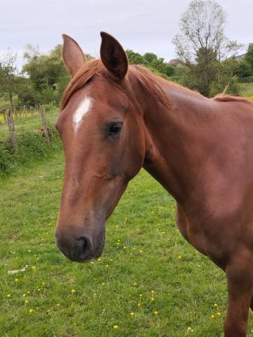 Jeune cheval à confier pour sport 