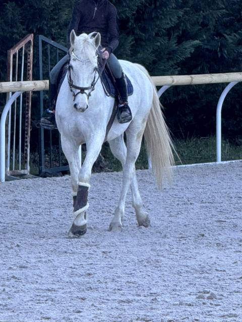 Magnifique jument par président 