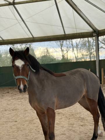 Poney à vendre e