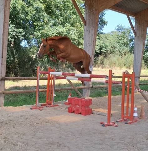 Selle français de 5ans