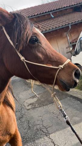 Jument pur sang arabe