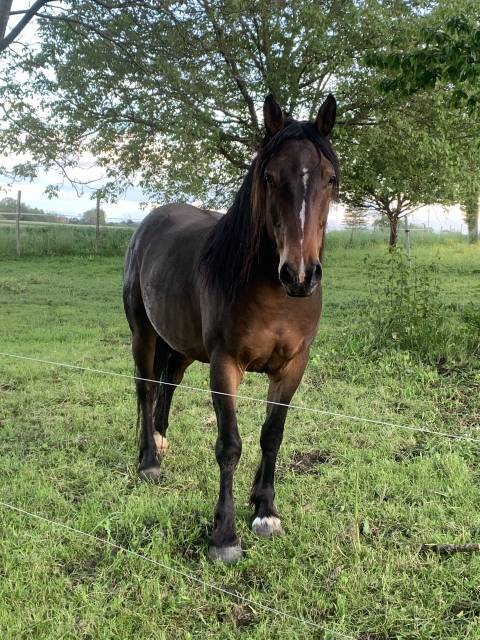 Hongre de race auvergne 