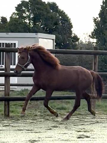 Magnifique cheval de 4 ans