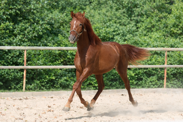 Magnifique cheval de 4 ans