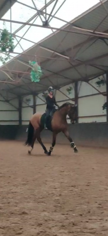 Opportunité hongre 6 ans 