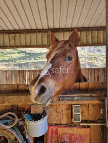 Bâtiment d'élevage avec habitation autonome sur 1,3 ha proch