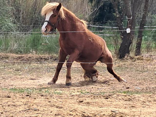 Poney new-forest ×shetland