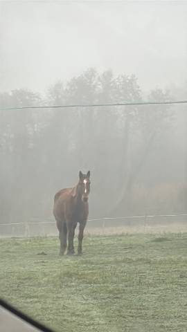 à vendre: tf de 4 ans 