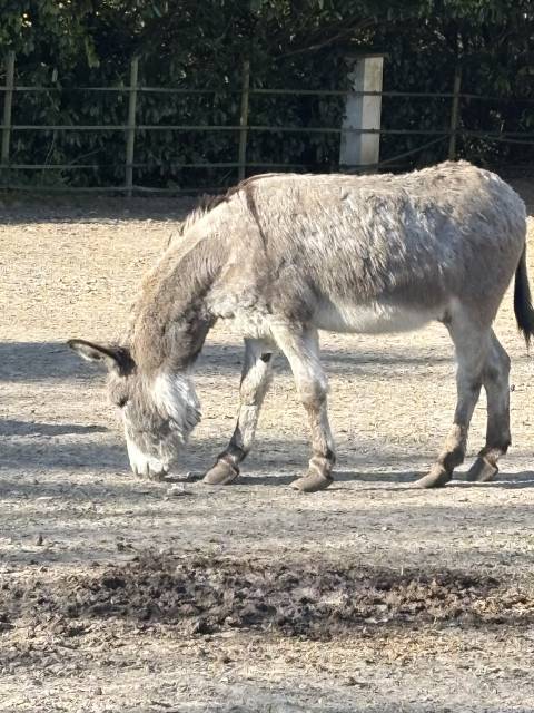 Anes entier de 7 ans