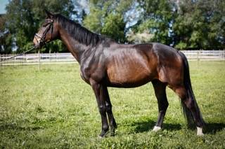 Picant - un cheval de dressage prometteur