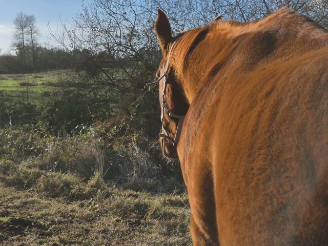 Pouliniere sf 17 ans