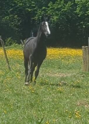 Jeune jument zangersheide d’avenir – 3 ans en 2026