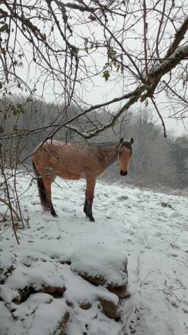 Poney français de selle