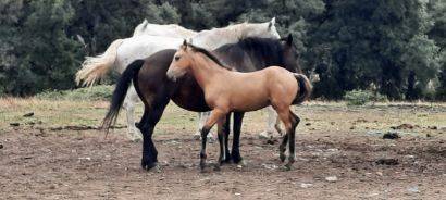 Poulain futur poney a,b, et d