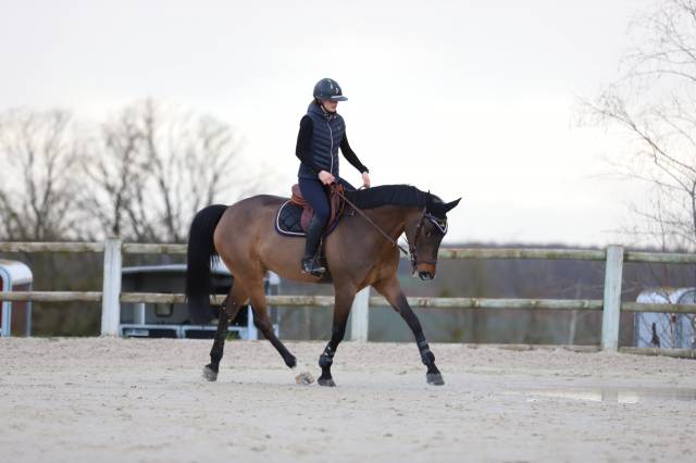 Super hongre de 7 ans 