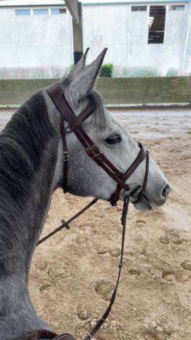 Belle jument de 6 ans à vendre 