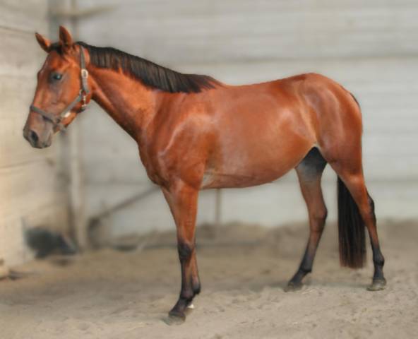 Jument 4 ans - cso - a vendre - poney e
