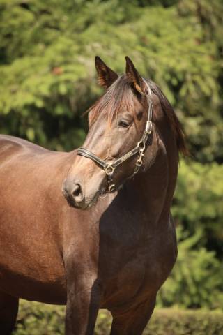 Jument cso/loisir 5 ans