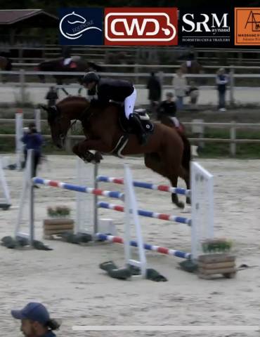 à vendre jument de 6 ans 