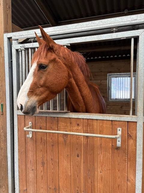 Hongre 4 ans par tornesch