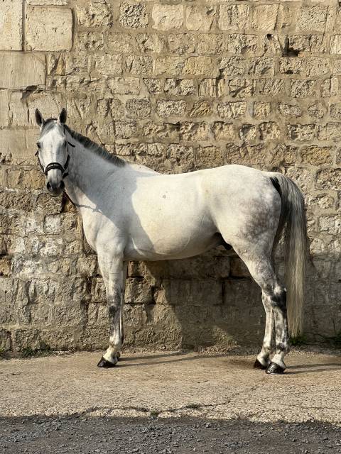 Magnifique hongre de 15 ans