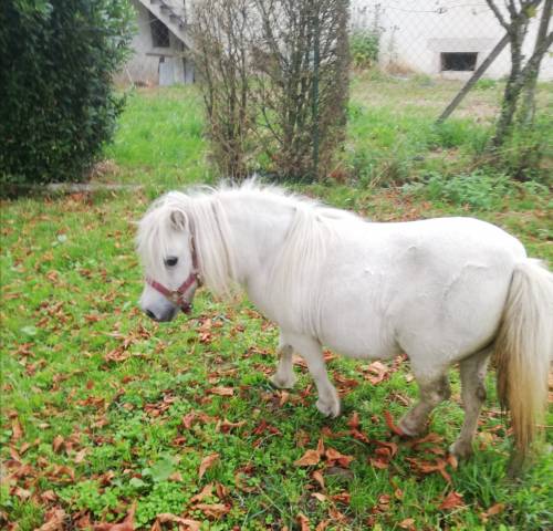 Magnifique jument mini shetland pp