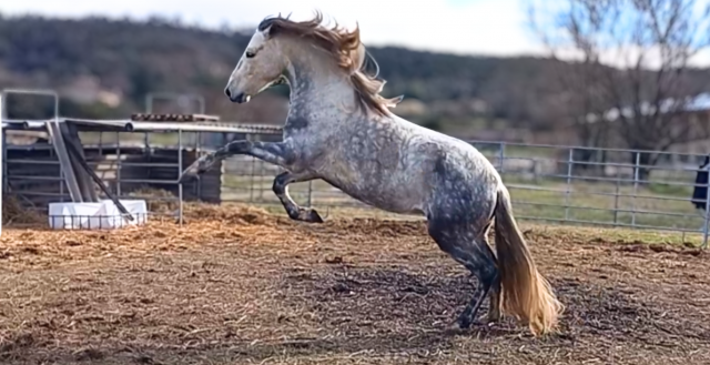 Pre 7 ans gris – hongre – modèle et potentiel